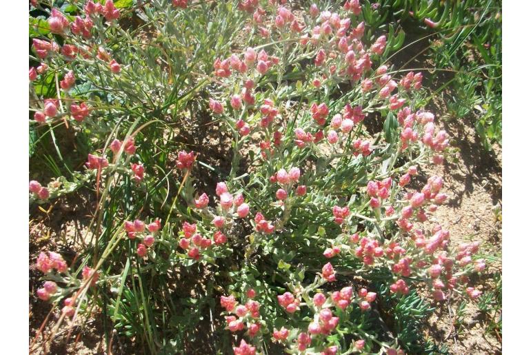 Helichrysum stellatum -5908