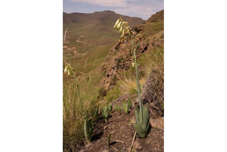 Ornithogalum viridiflorum -5923