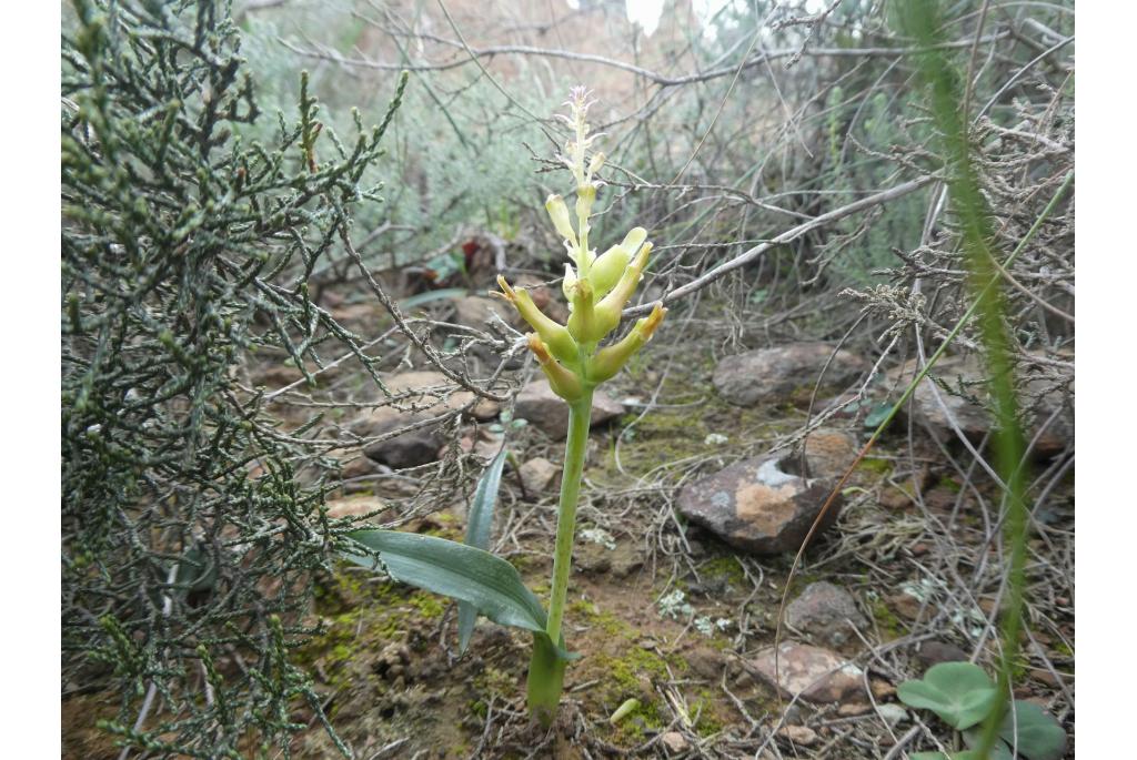 Alg lachenalia