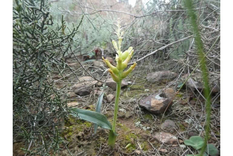 Lachenalia algoensis -5932