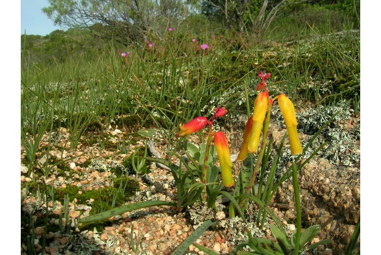 Lachenalia aloides -5933