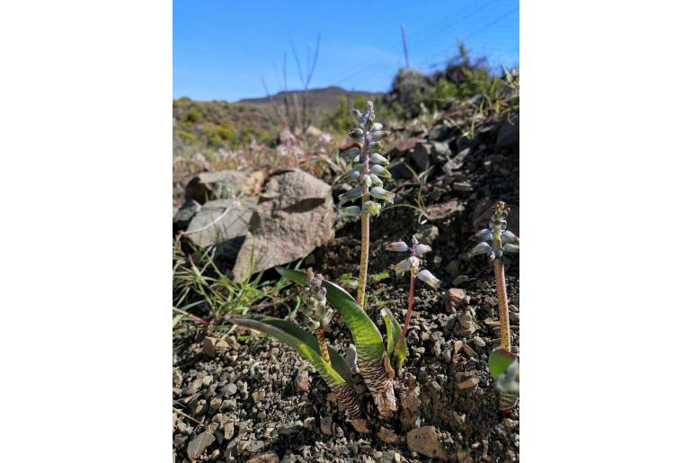 Lachenalia attenuata -5948