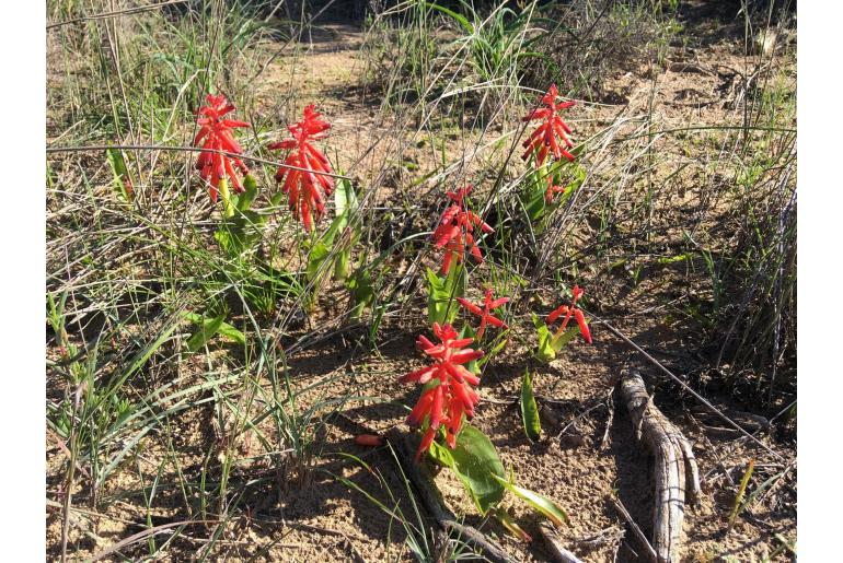 Lachenalia bulbifera -5949