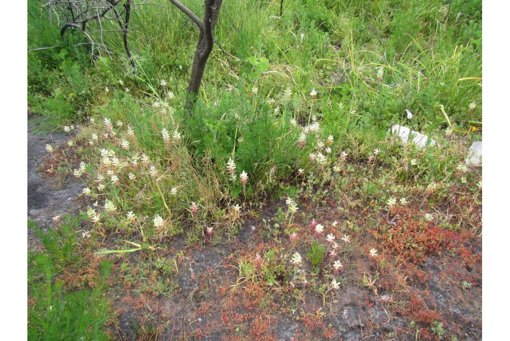 Kaapse lachenalia