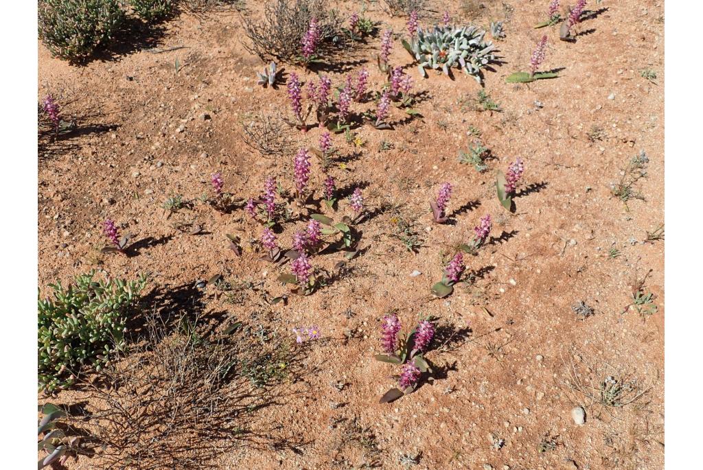 Vleeskleurige lachenalia