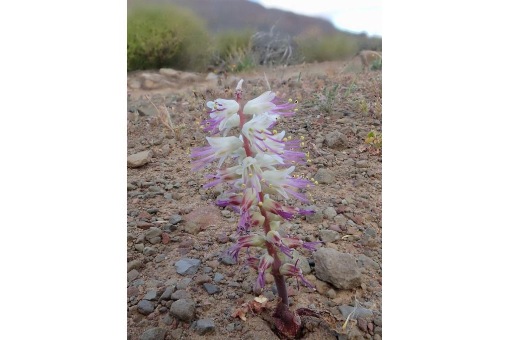 Compton's lachenalia