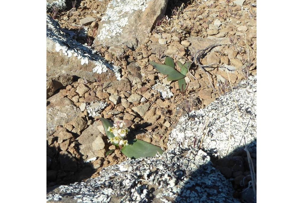 Volle lachenalia