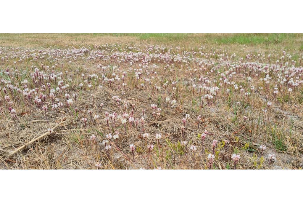 Wild Lachenalia