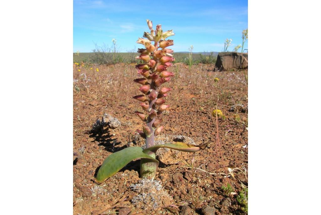 Doleriet lachenalia