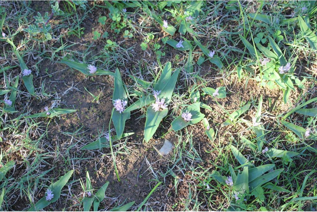 met zwaardvormig blad lachenalia