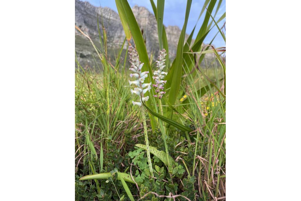 Cape Lachenalia