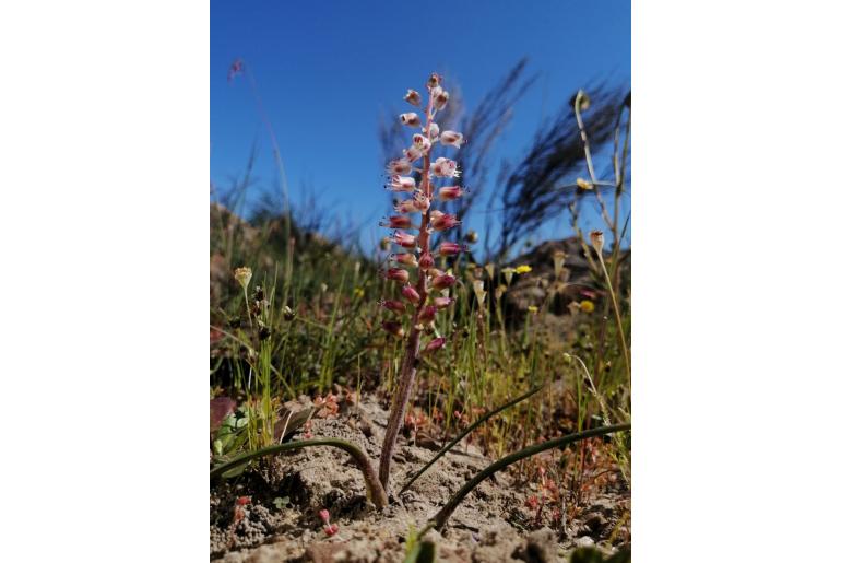 Lachenalia juncifolia -5959