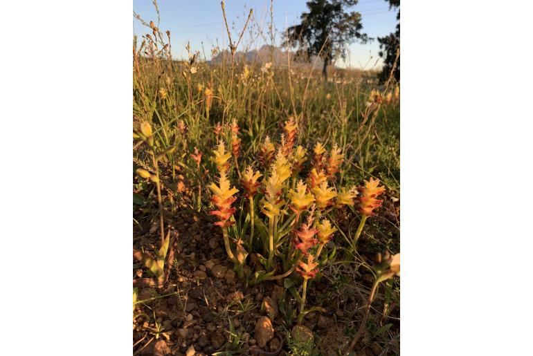 Lachenalia lutea -5960