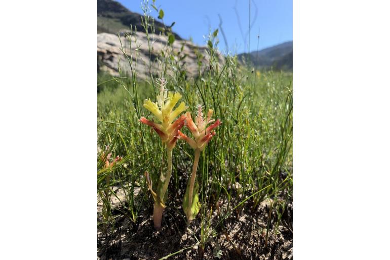 Lachenalia orchioides -5963