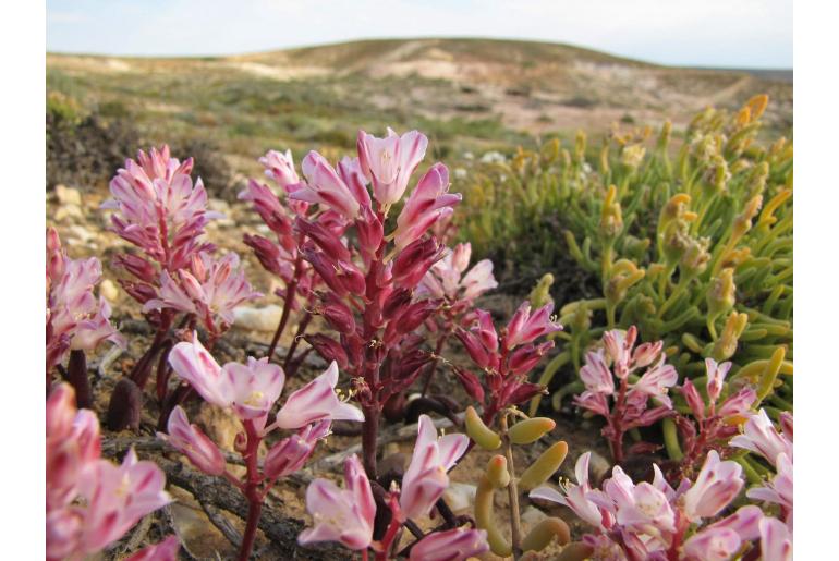 Lachenalia patula -5965