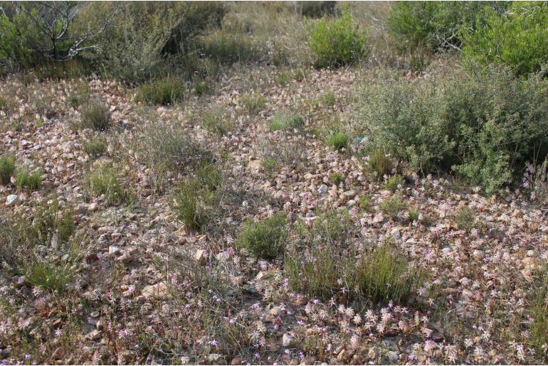 Lachenalia stayneri -5967