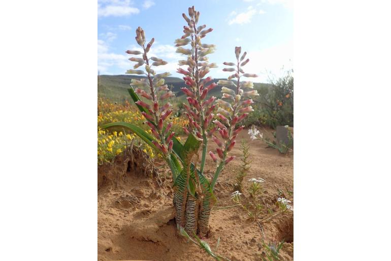 Lachenalia unifolia -5969