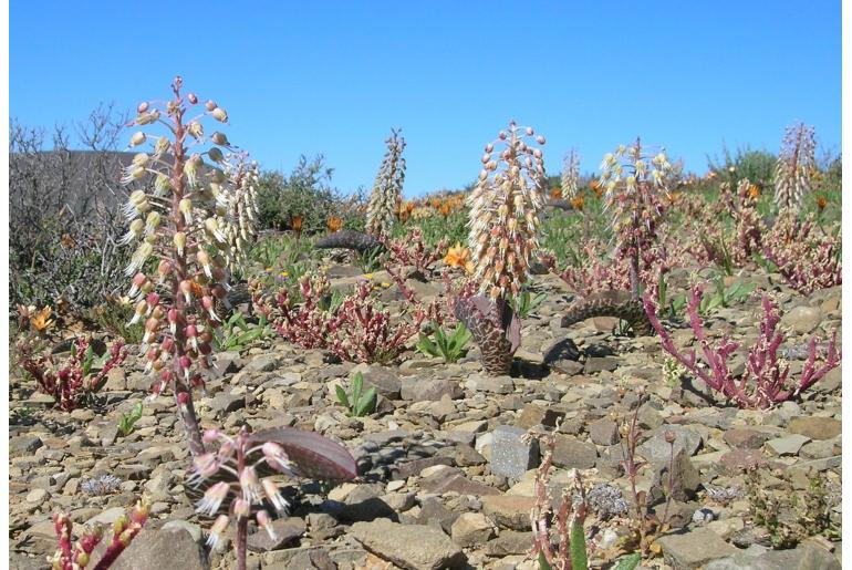 Lachenalia zebrina -5971