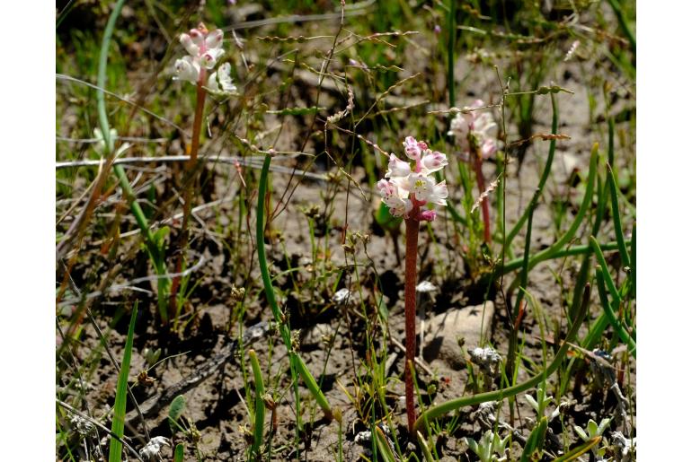 Lachenalia zeyheri -5972