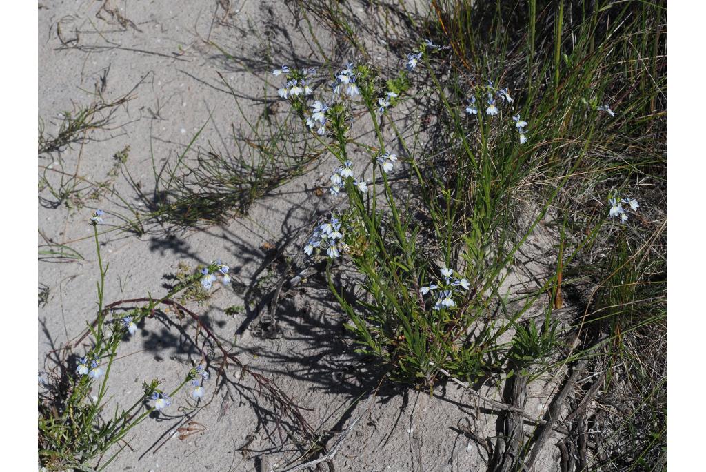 Harige lobelia