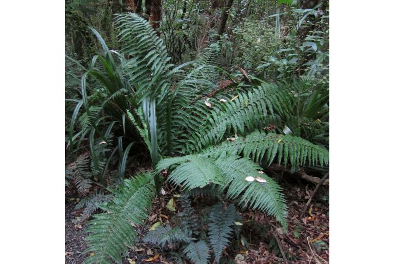 Dryopteris affinis -5997