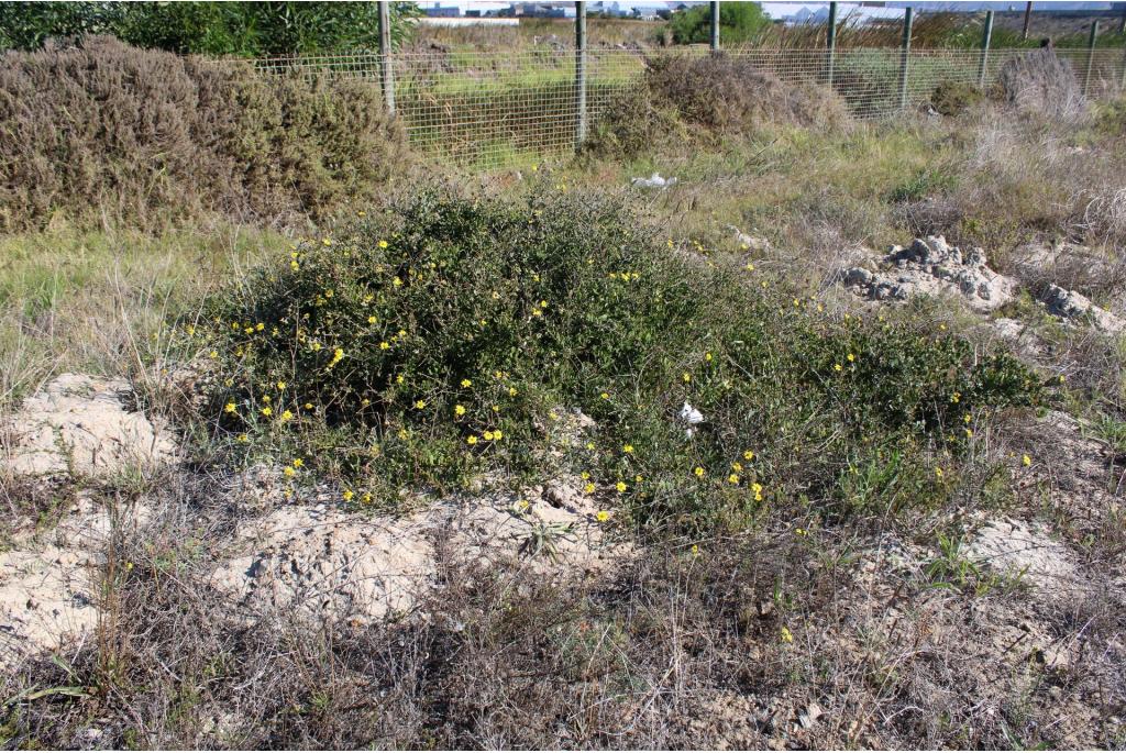 Polygala-achtige Kaapse margriet