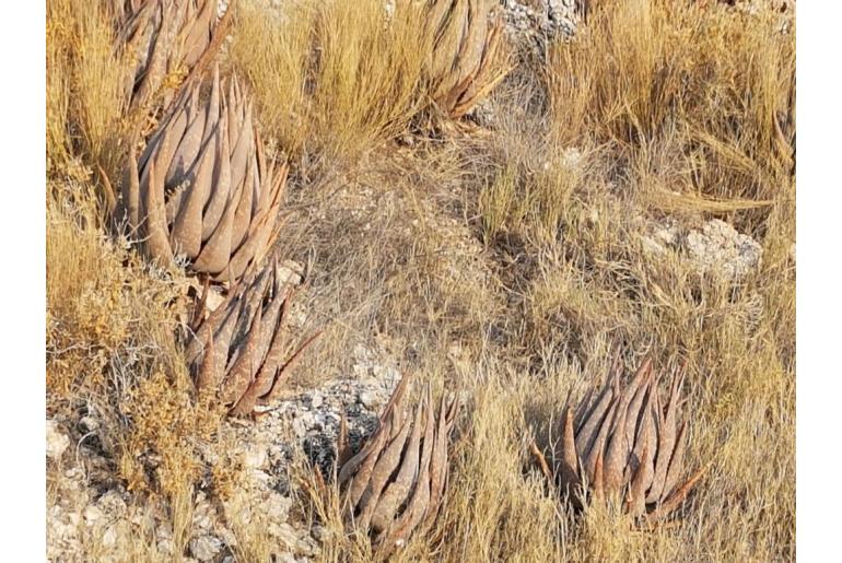 Aloe esculenta -6002