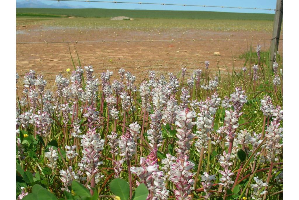 Bachmann's lachenalia