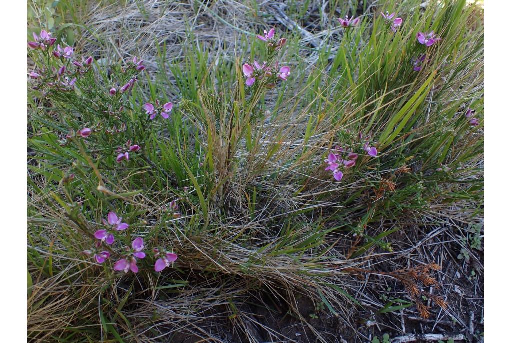 Heideblad vleugeltjesbloem