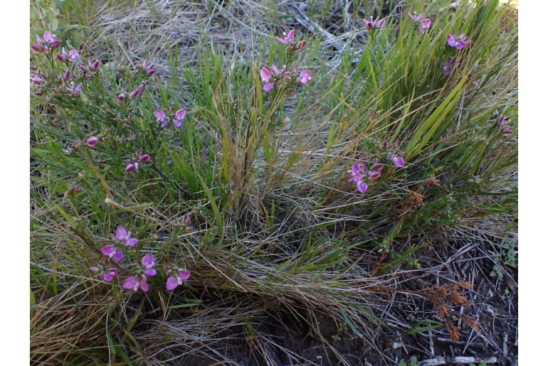 Polygala ericifolia -6005