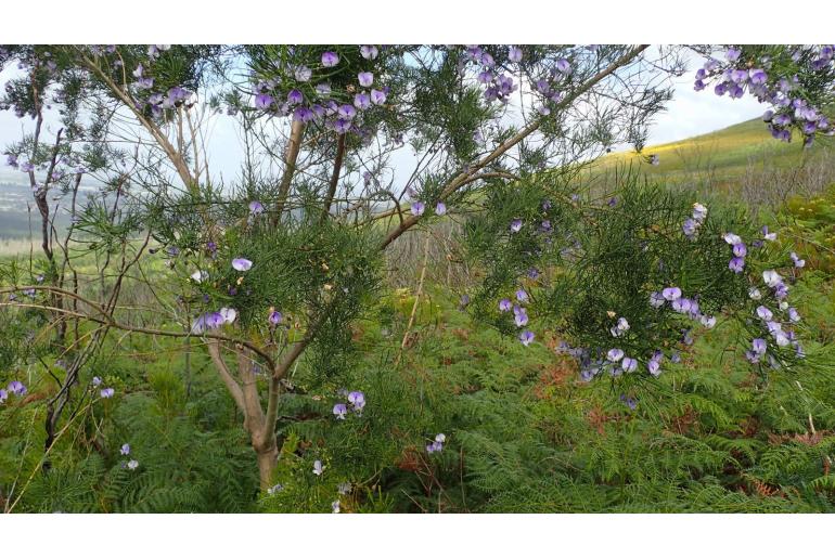 Psoralea affinis -6008