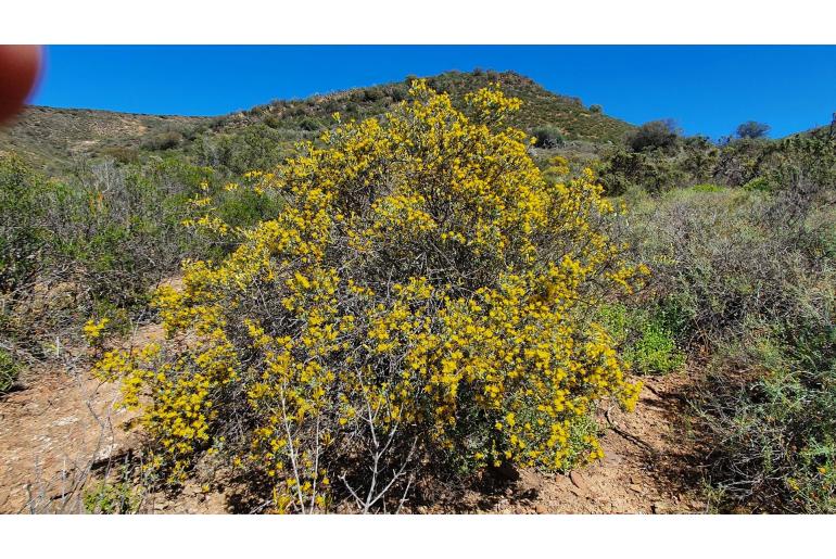 Pteronia incana -6011