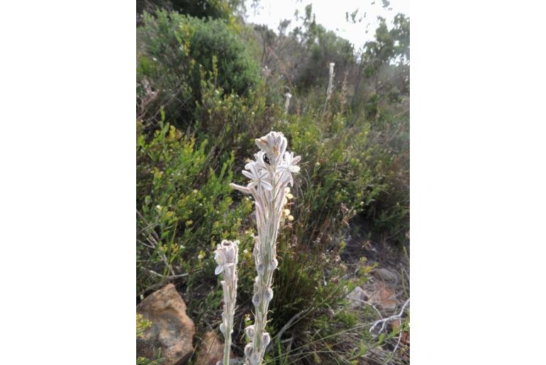 Trachyandra hirsutiflora -6031