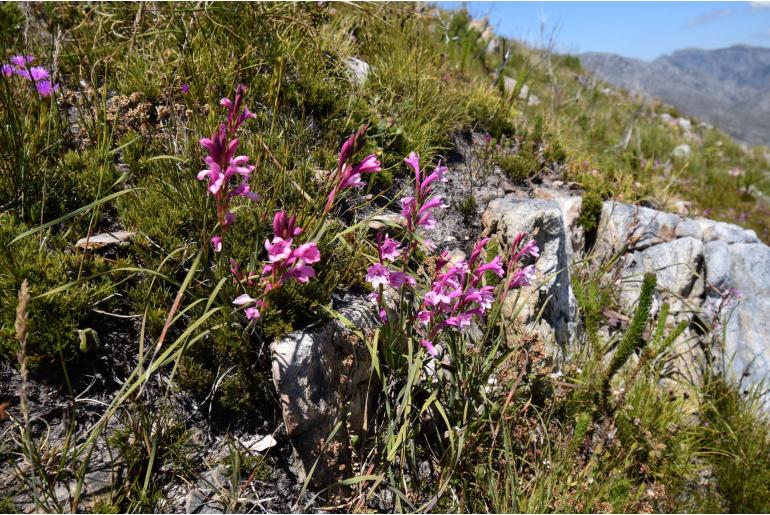 Watsonia paucifolia -6037