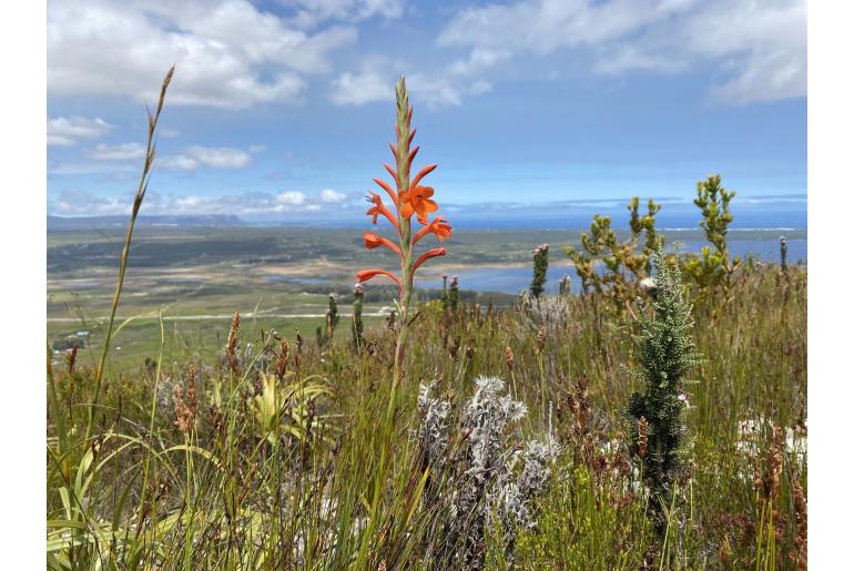 Watsonia schlechteri -6038