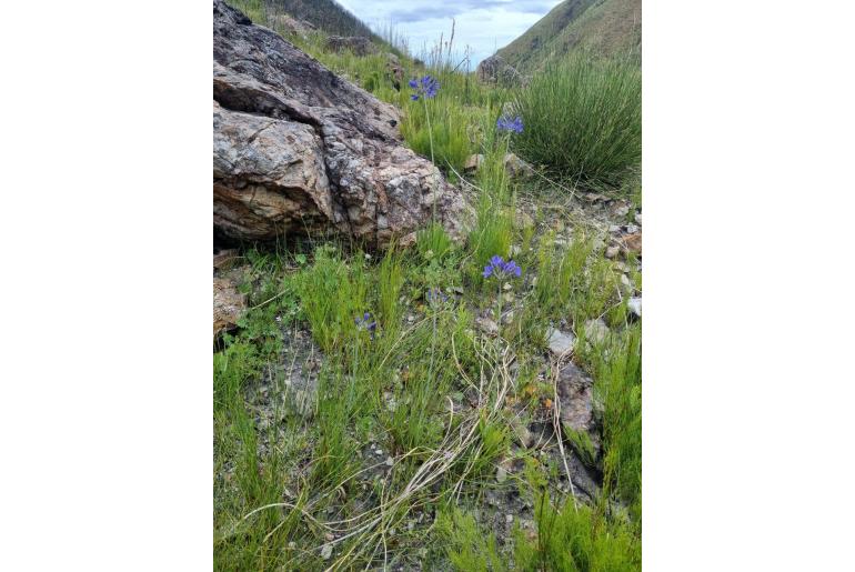 Agapanthus africanus -6050