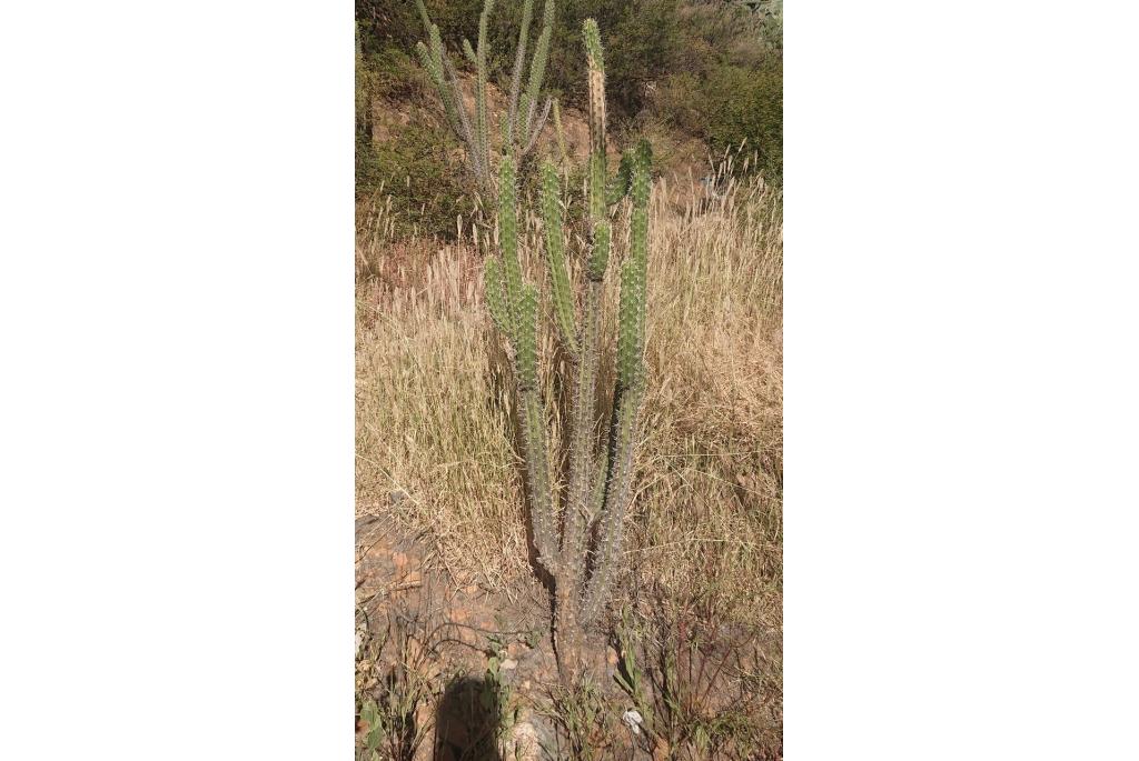 Vierdoornige cactus