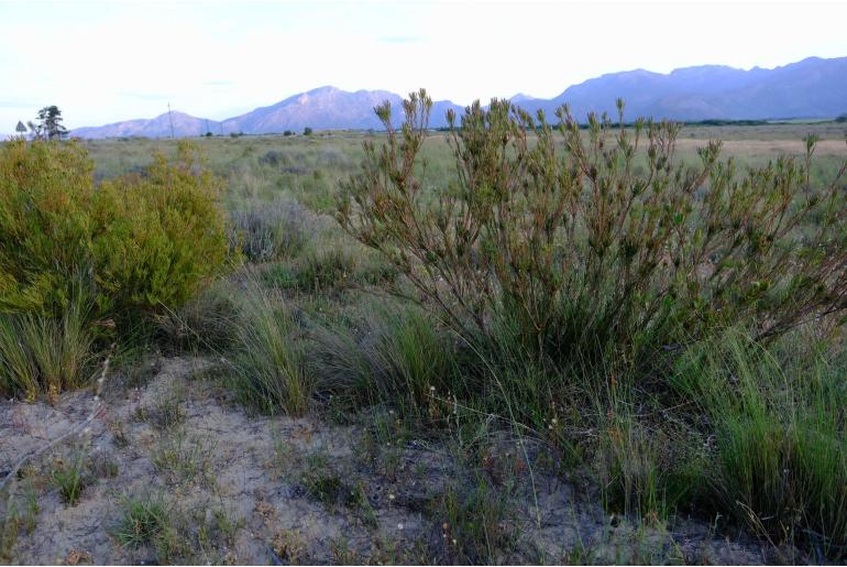 Leucadendron flexuosum -6071