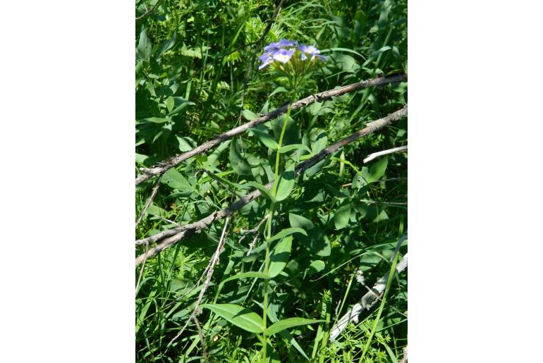 Phlox idahonis -6111