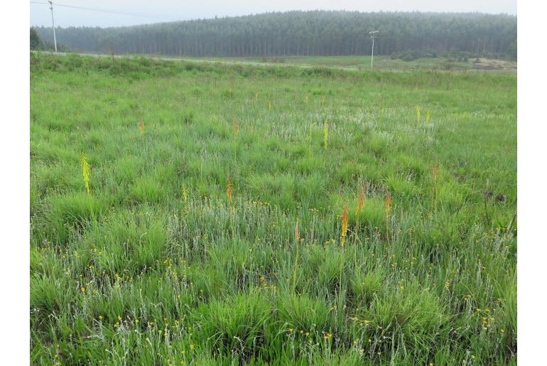 Kniphofia ichopensis -6117