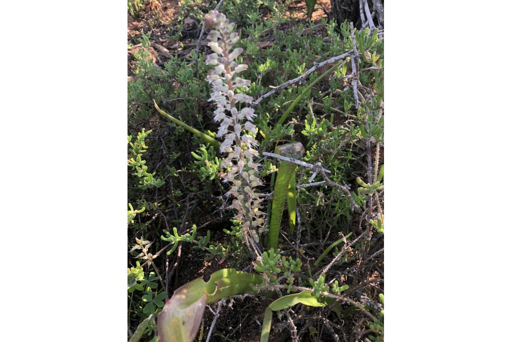 Haarlem lachenalia