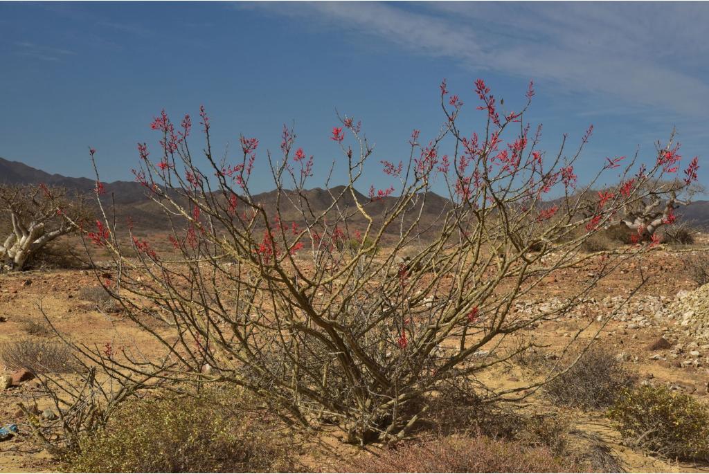 Diguet's fouquieria