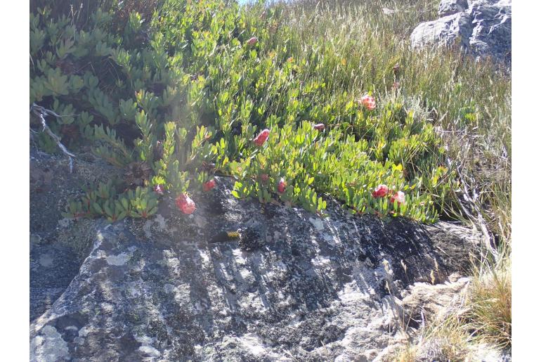 Protea venusta -6140