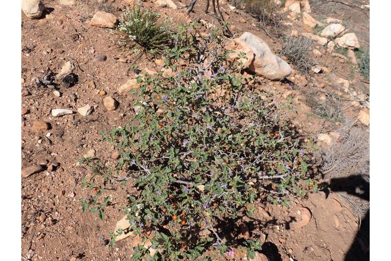 Solanum tomentosum -6146