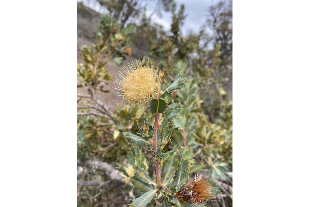 Banksia met wigvormig blad