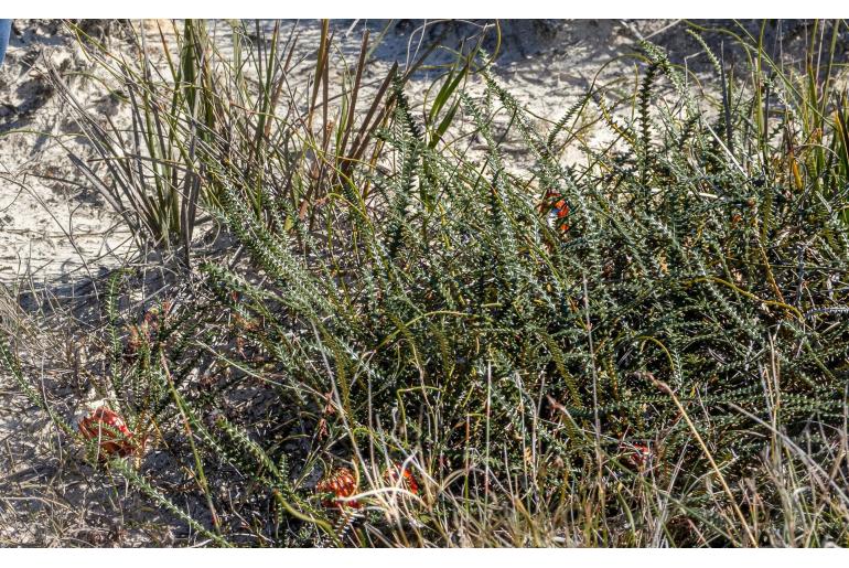 Banksia obtusa -6172