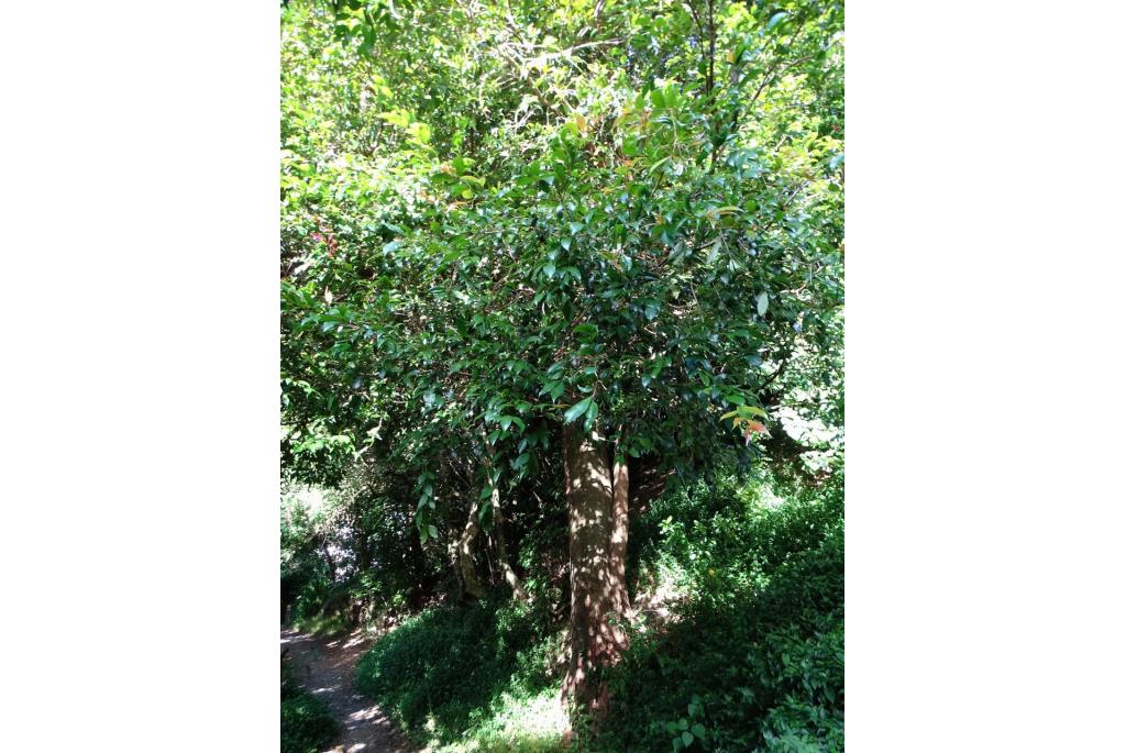 Gepluimde syzygium