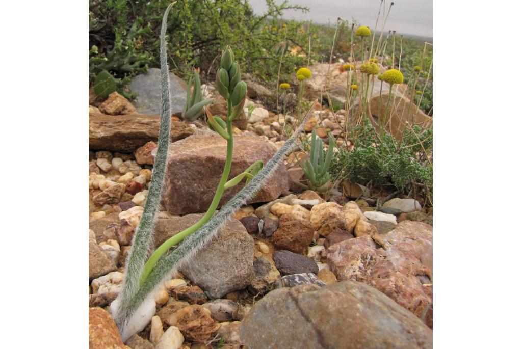 Harige albuca