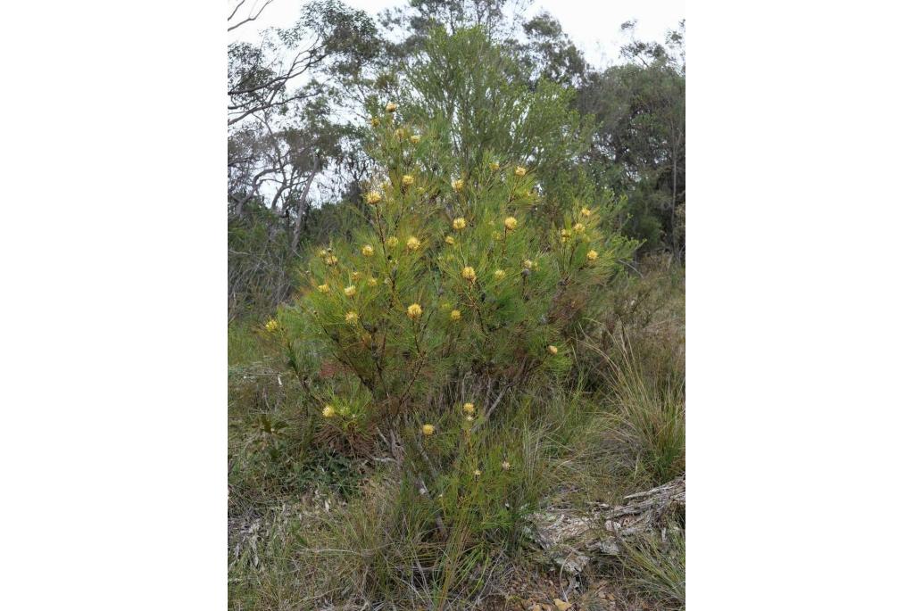 Isopogon met anethumblad