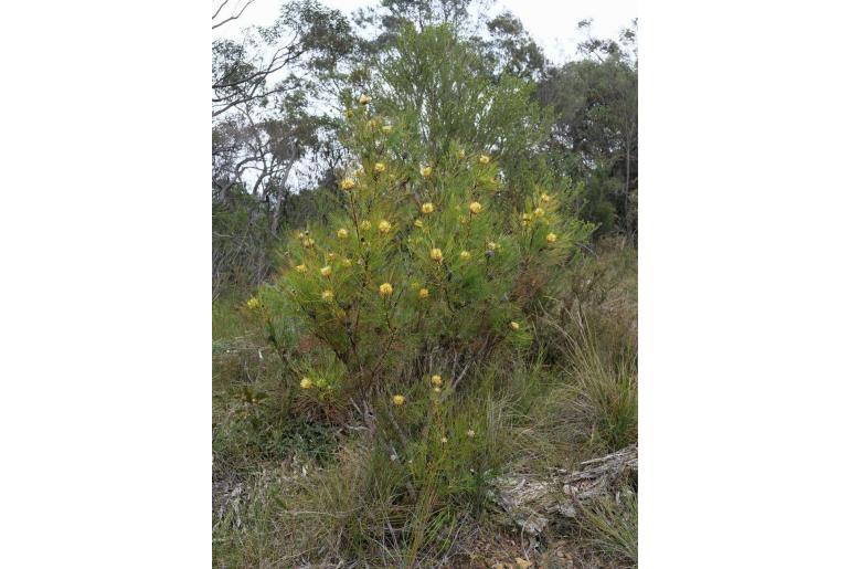 Isopogon anethifolius -6181